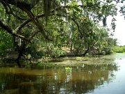 759  Louisiana swamps.JPG